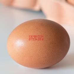 Marquage oeufs