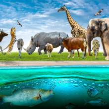 Tampons décoratifs : animaux
